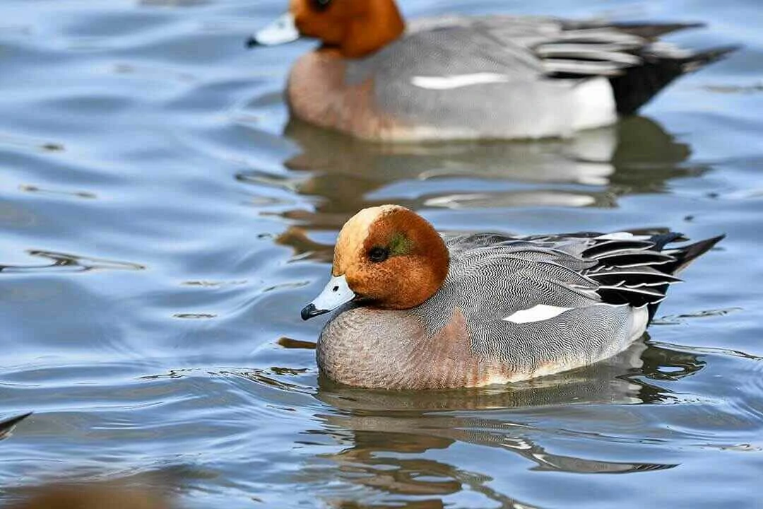 Eurasian wigeon